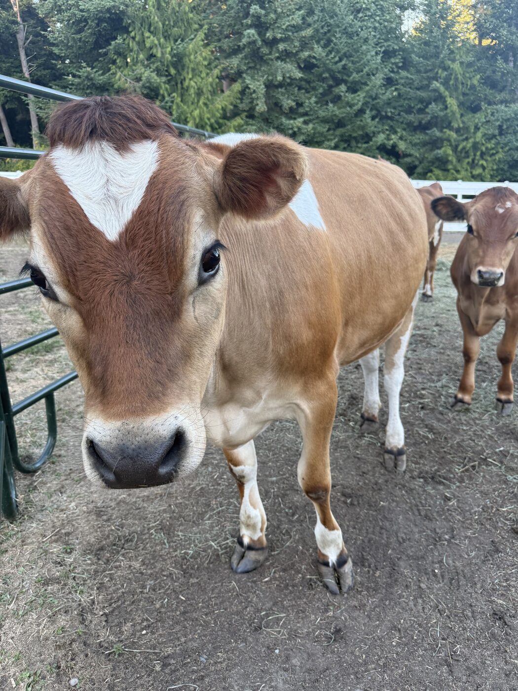 Dairy cattle in the ranch herd